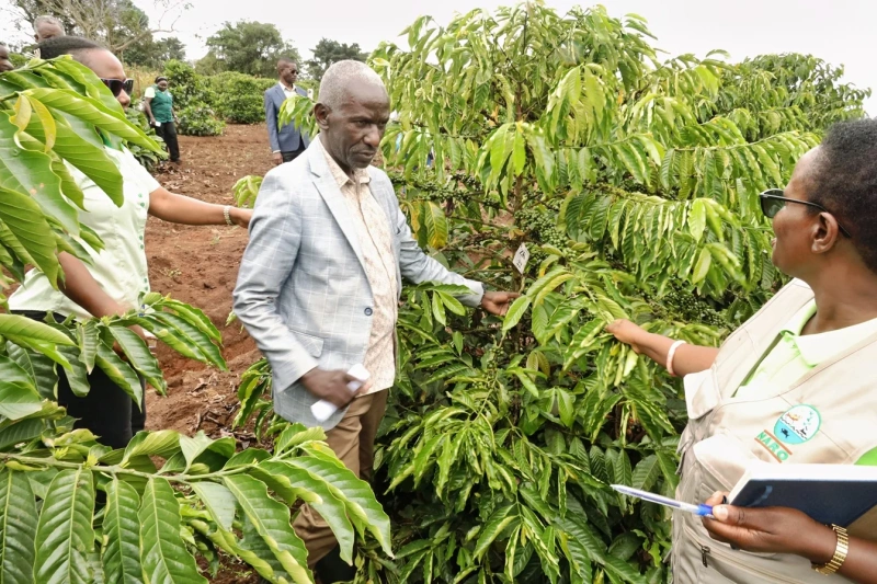 Research advances on the new Excelsa Coffee